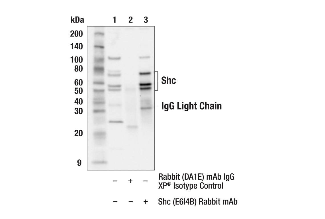 Immunoprecipitation Image 1: Shc (E6I4B) Rabbit Monoclonal Antibody