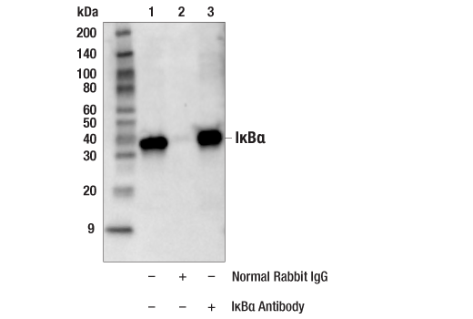 Immunoprecipitation Image 1: IkappaB alpha Antibody
