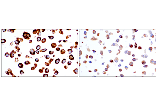 Immunohistochemistry Image 9: Maoa (E3L3B) Rabbit Monoclonal Antibody