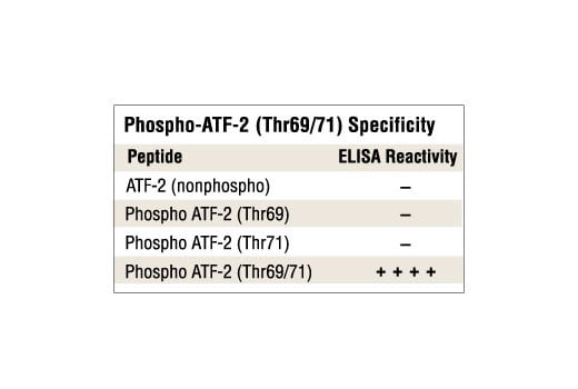 undefined Image 1: Phospho-ATF-2 (Thr69/71) Antibody