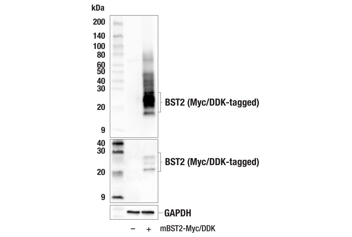 Western Blotting Image 3: BST2 (E5D1Z) Rabbit Monoclonal Antibody
