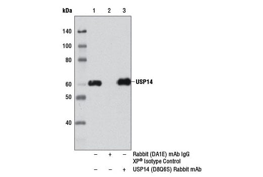 Immunoprecipitation Image 1: USP14 (D8Q6S) Rabbit Monoclonal Antibody