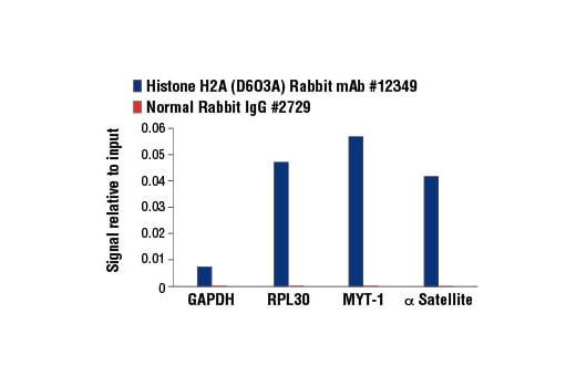 undefined Image 20: Acetyl-Histone Antibody Sampler Kit