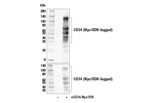 Western Blotting Image 2: CD34 (E2J1K) Rabbit Monoclonal Antibody