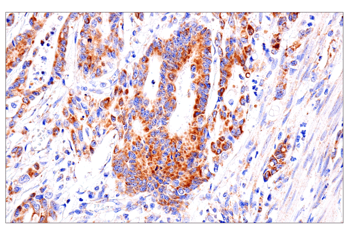 Immunohistochemistry Image 6: SLC25A1 (E7B2B) Rabbit Monoclonal Antibody