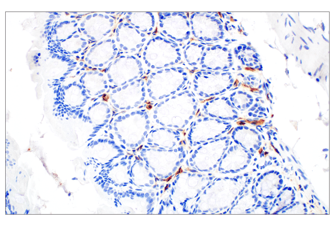 CD28 (D2Z4E) Rabbit mAb (BSA and Azide Free) | Cell
