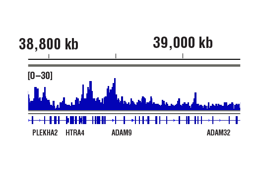 Chromatin Immunoprecipitation Image 1: Mono-Methyl-Histone H3 (Lys4) (D1A9) Rabbit Monoclonal Antibody