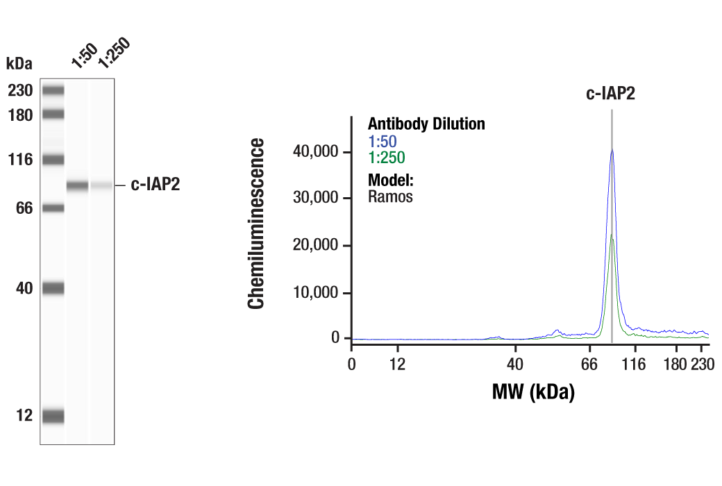 Western Blotting Image 1: c-IAP2 (58C7) Rabbit Monoclonal Antibody