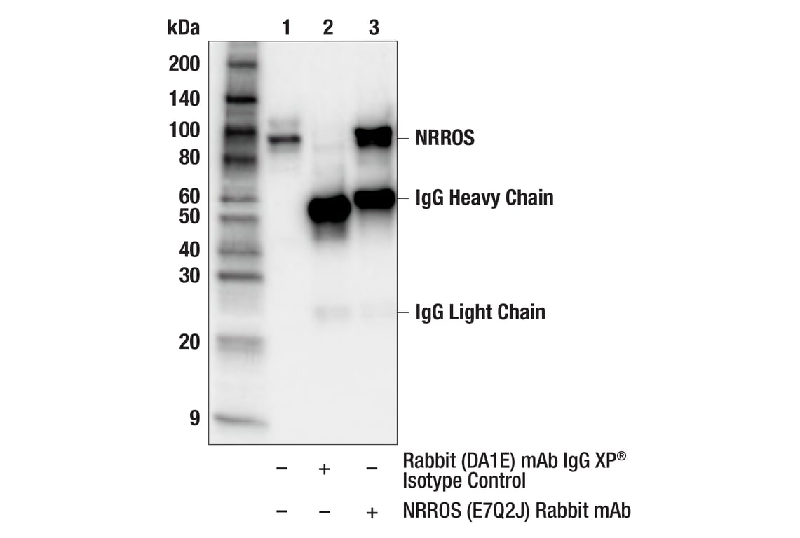 Immunoprecipitation Image 1: NRROS (E7Q2J) Rabbit Monoclonal Antibody
