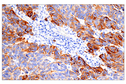 Immunohistochemistry Image 2: CD15/SSEA1 (MMA) Mouse Monoclonal Antibody