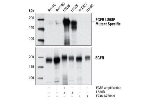 Western Blotting Image 1: EGF Receptor (L858R Mutant Specific) (43B2) Rabbit Monoclonal Antibody