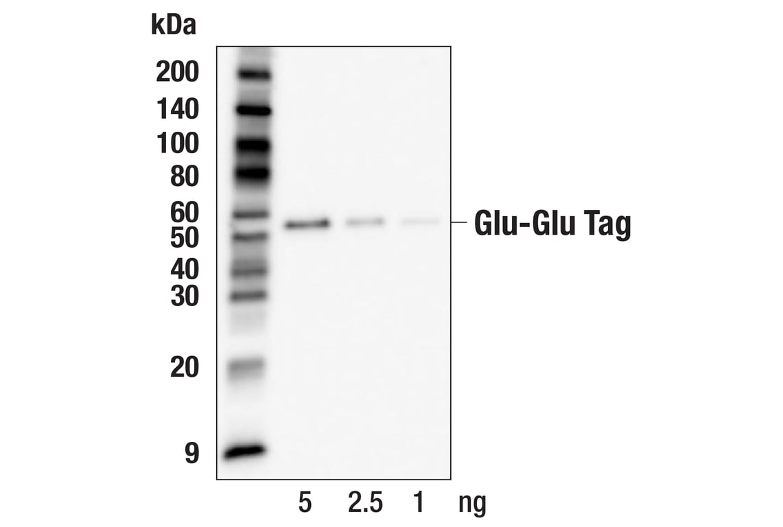 Western Blotting Image 2: Glu-Glu Tag (F7J1B) Mouse Monoclonal Antibody