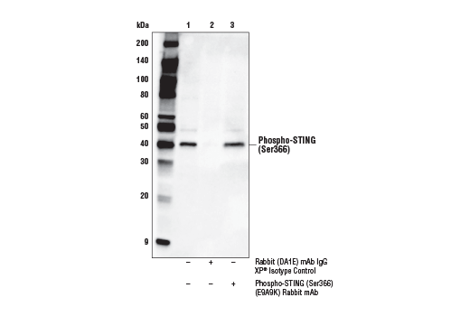 Immunoprecipitation Image 1: Phospho-STING (Ser366) (E9A9K) Rabbit Monoclonal Antibody