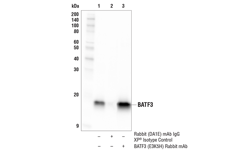 Immunoprecipitation Image 1: BATF3 (E3K5H) Rabbit Monoclonal Antibody