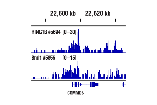 CUT & RUN Image 1: RING1B (D22F2) Rabbit Monoclonal Antibody