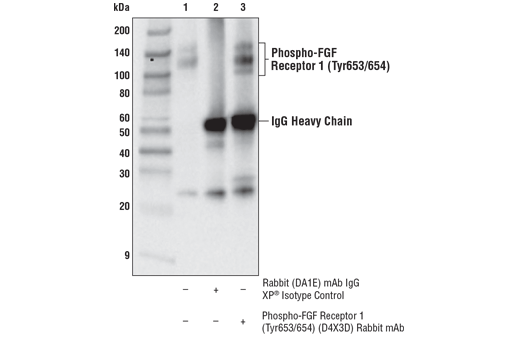 Immunoprecipitation Image 1: Phospho-FGF Receptor 1 (Tyr653/654) (D4X3D) Rabbit Monoclonal Antibody