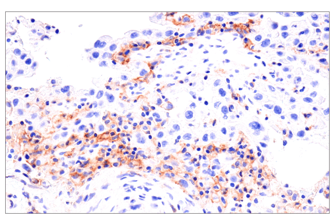 Immunohistochemistry Image 2: Semaphorin-4A (E5N3K) Rabbit Monoclonal Antibody