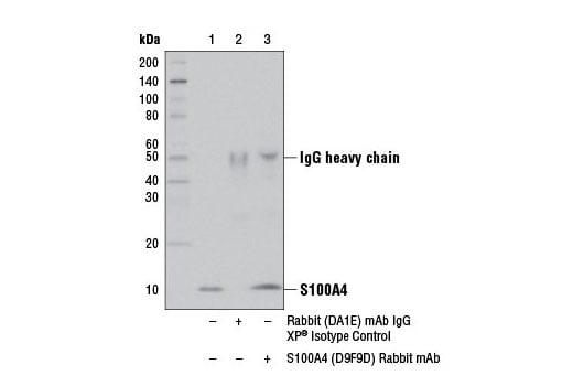 Immunoprecipitation Image 1: S100A4 (D9F9D) Rabbit Monoclonal Antibody