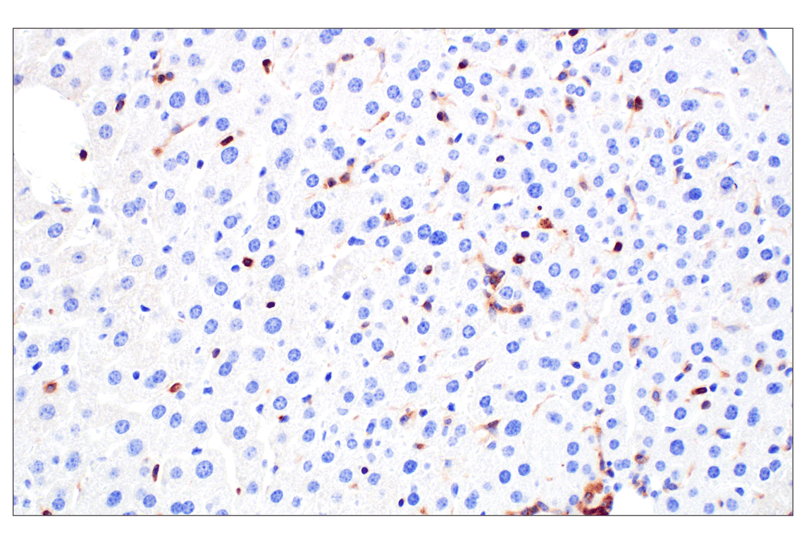 Immunohistochemistry Image 7: TRAF5 (F6W4N) Rabbit Monoclonal Antibody
