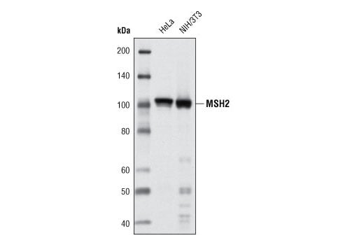 Western Blotting Image 1: MSH2 (D24B5) XP<sup>®</sup> Rabbit mAb