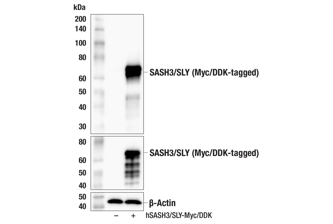 Western Blotting Image 2: SASH3/SLY (F5S3X) Rabbit Monoclonal Antibody
