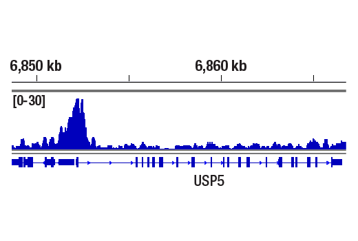 CUT & RUN Image 1: NRF1 (D9K6P) Rabbit Monoclonal Antibody