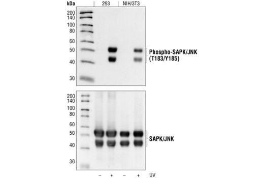 Western Blotting Image 2: Phospho-SAPK/JNK (Thr183/Tyr185) (98F2) Rabbit Monoclonal Antibody