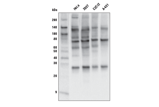Western Blotting Image 2: O-GlcNAc MultiMab<sup>®</sup> Rabbit Monoclonal Antibody mix