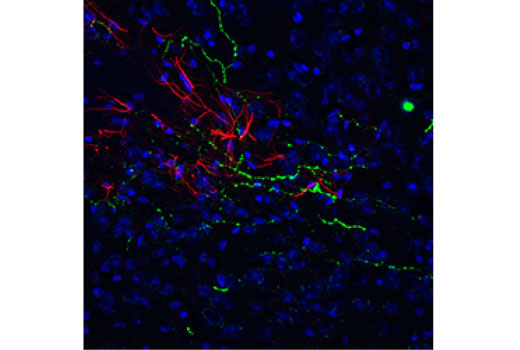 Immunofluorescence Image 1: Orexin (D6G9T) Rabbit Monoclonal Antibody