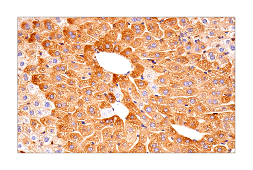 undefined Image 34: Ferroptosis Antibody Sampler Kit