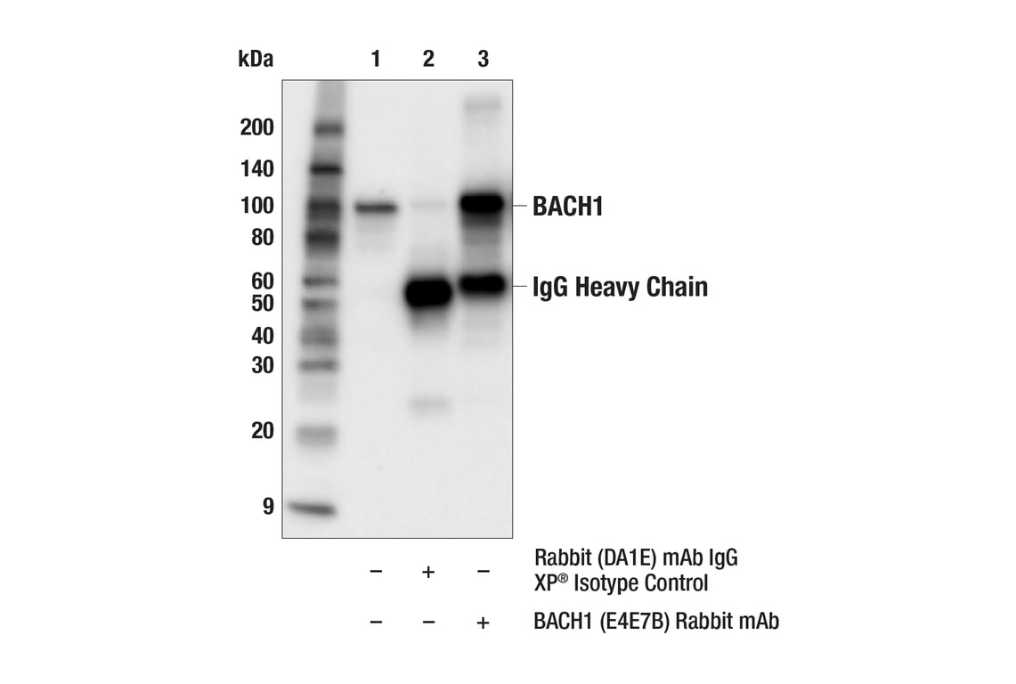 Immunoprecipitation Image 1: BACH1 (E4E7B) Rabbit Monoclonal Antibody