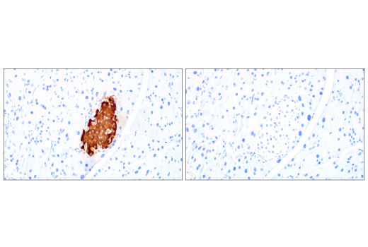 Immunohistochemistry Image 4: C-Peptide (E9C4P) Rabbit Monoclonal Antibody