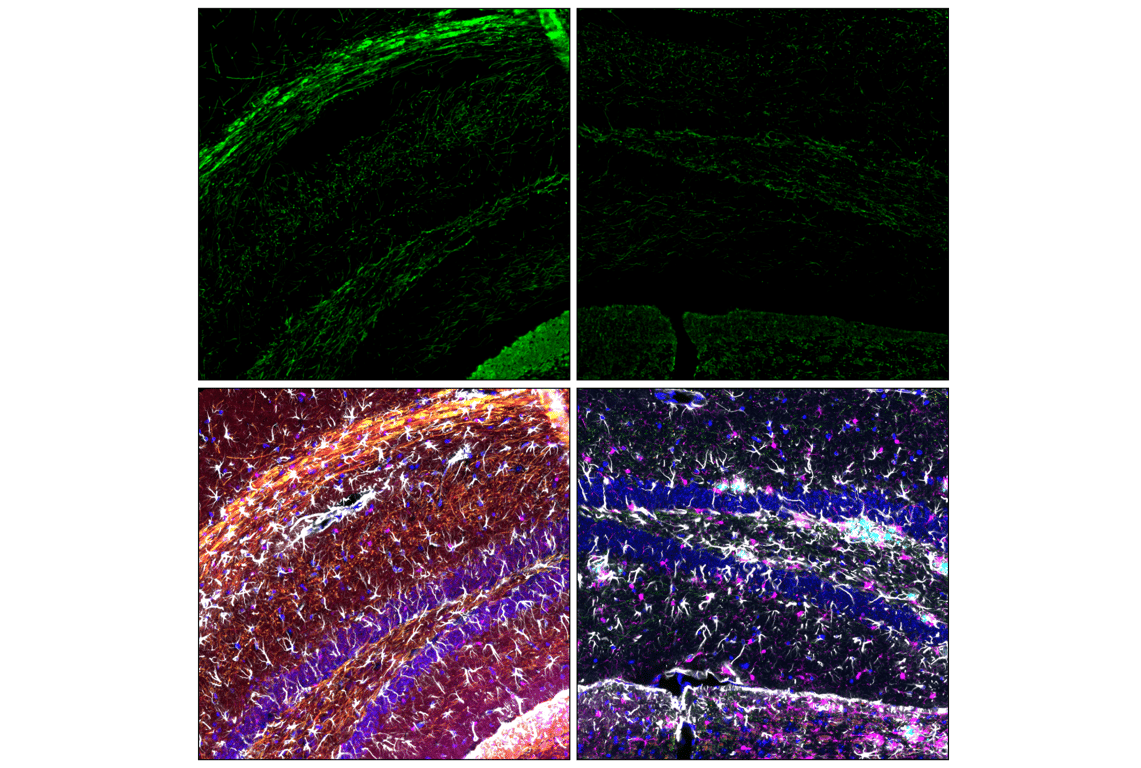 Immunofluorescence Image 2: Myelin Basic Protein (D8X4Q) Rabbit Monoclonal Antibody (Alexa Fluor<sup>®</sup> 647 Conjugate)