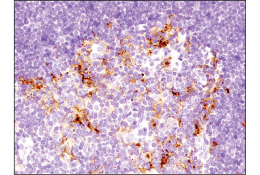 Immunohistochemistry Image 5: PD-L1 (D5V3B) Rabbit Monoclonal Antibody