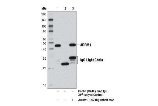 Immunoprecipitation Image 1: ADRM1 (D9Z1U) Rabbit Monoclonal Antibody