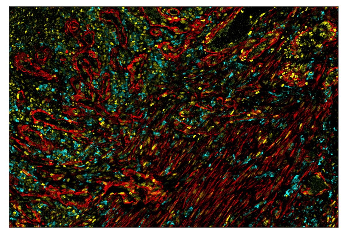 Immunohistochemistry Image 1: SignalStar<sup>™</sup> Miniplex IHC Buffer Kit