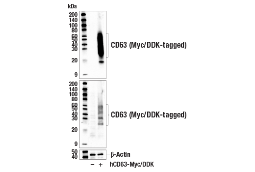 Western Blotting Image 2: CD63 (E1W3T) Rabbit Monoclonal Antibody