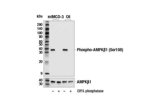 Western Blotting Image 3: Phospho-AMPK beta1 (Ser108) (E8N3N) Rabbit Monoclonal Antibody