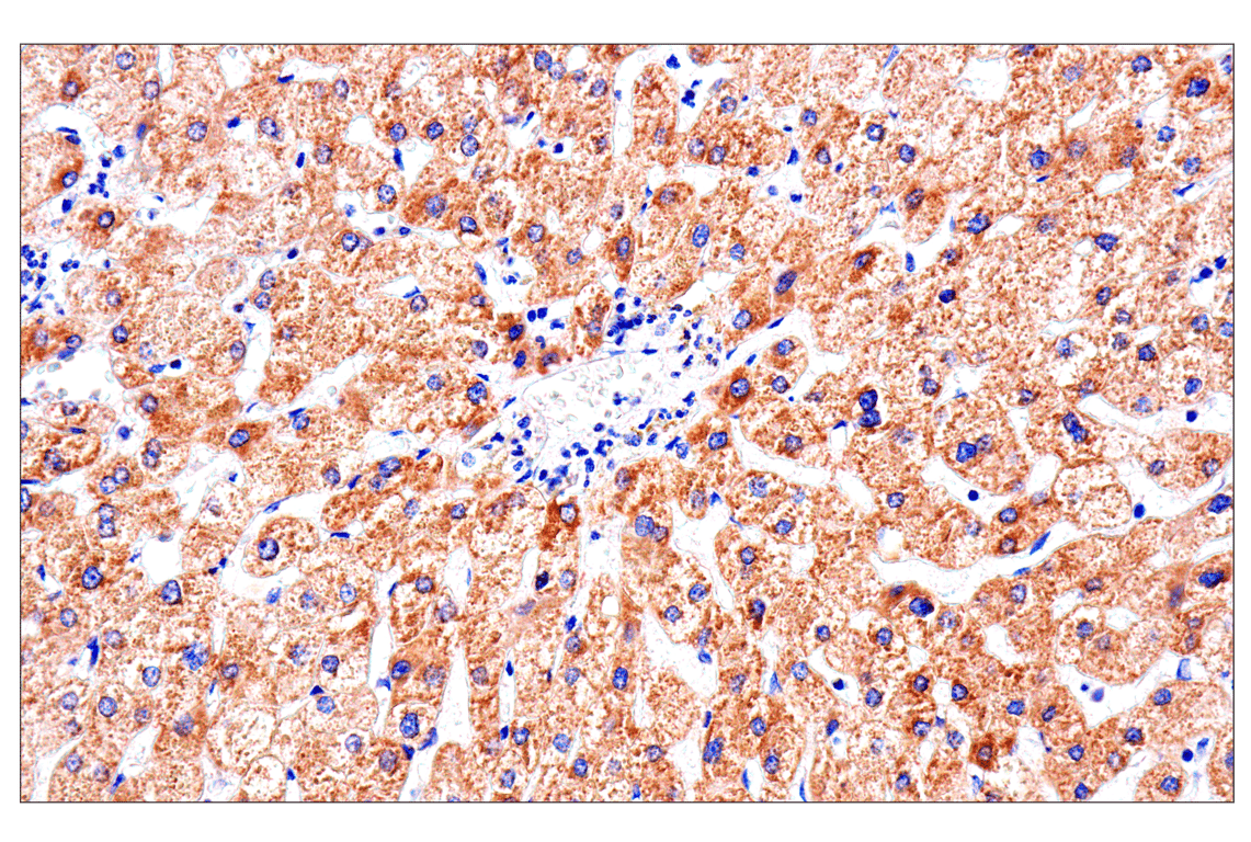 Immunohistochemistry Image 13: SLC25A1 (E7B2B) Rabbit Monoclonal Antibody