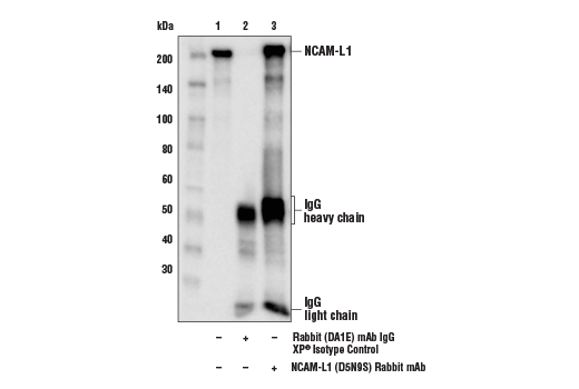 Immunoprecipitation Image 1: NCAM-L1 (D5N9S) Rabbit Monoclonal Antibody