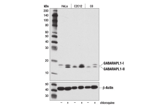 Western Blotting Image 2: GABARAPL1 (D5R9Y) Rabbit Monoclonal Antibody (BSA and Azide Free)