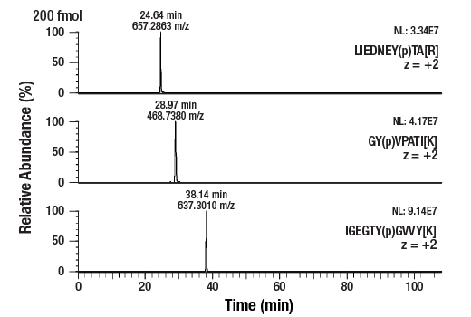 undefined Image 2: PTMScan<sup>®</sup> Control Peptides Phospho-Tyrosine