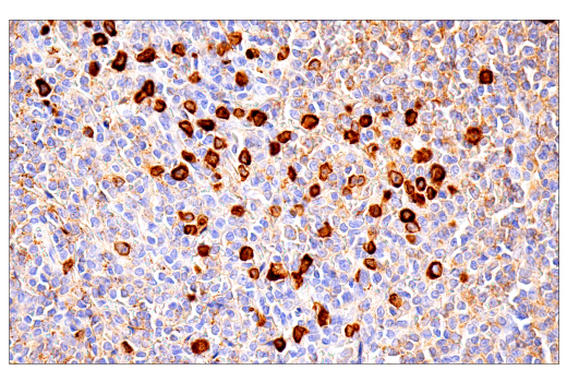 Immunohistochemistry Image 5: IgM (E9U8J) Rabbit Monoclonal Antibody