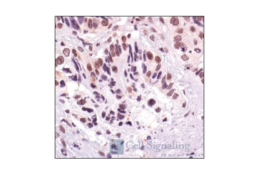 Immunohistochemistry Image 1: Phospho-p38 MAPK (Thr180/Tyr182) (12F8) Rabbit mAb