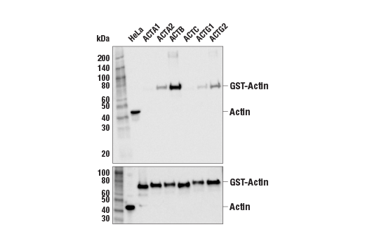 Western Blotting Image 2: beta-Actin Antibody