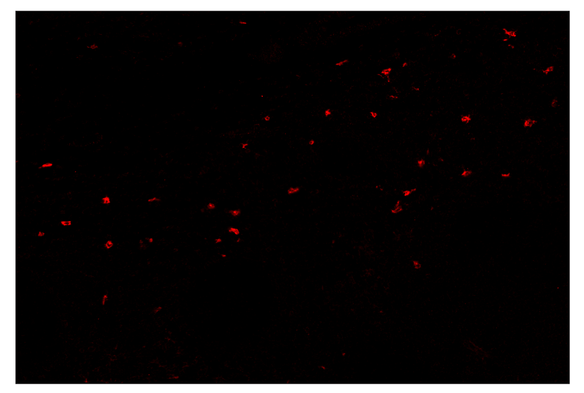 Immunohistochemistry Image 4: XCR1 (D2F8T) & CO-0015-488 SignalStar<sup>™</sup> Oligo-Antibody Pair