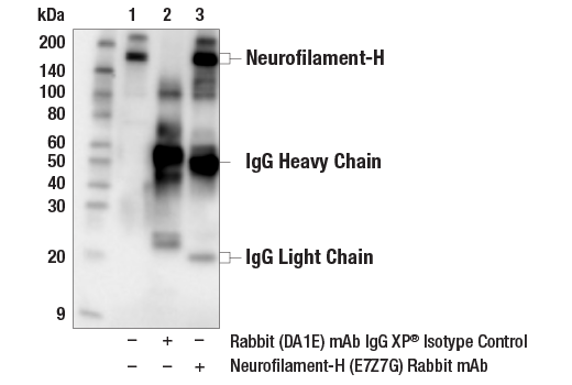 Immunoprecipitation Image 1: Neurofilament-H (E7Z7G) Rabbit Monoclonal Antibody