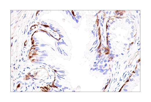 Immunohistochemistry Image 5: Connexin 43 (E7N2R) Rabbit Monoclonal Antibody