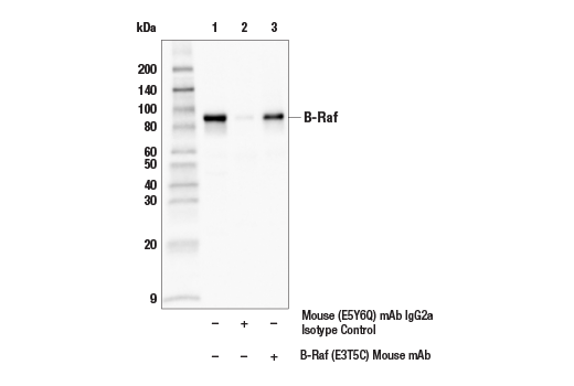 Immunoprecipitation Image 1: B-Raf (E3T5C) Mouse Monoclonal Antibody