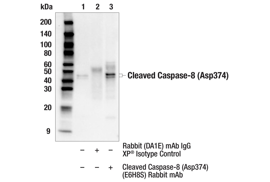 Immunoprecipitation Image 1: Cleaved Caspase-8 (Asp374) (E6H8S) Rabbit Monoclonal Antibody